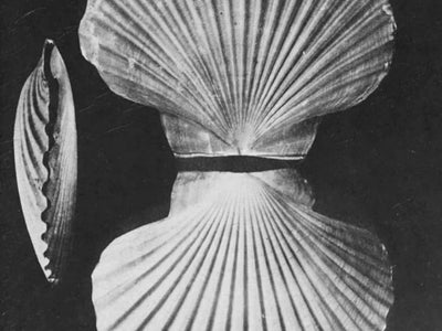 Embark on a cosmic exploration of September's astrology, with Për Në's very own SHANKYASTRO as your guide.