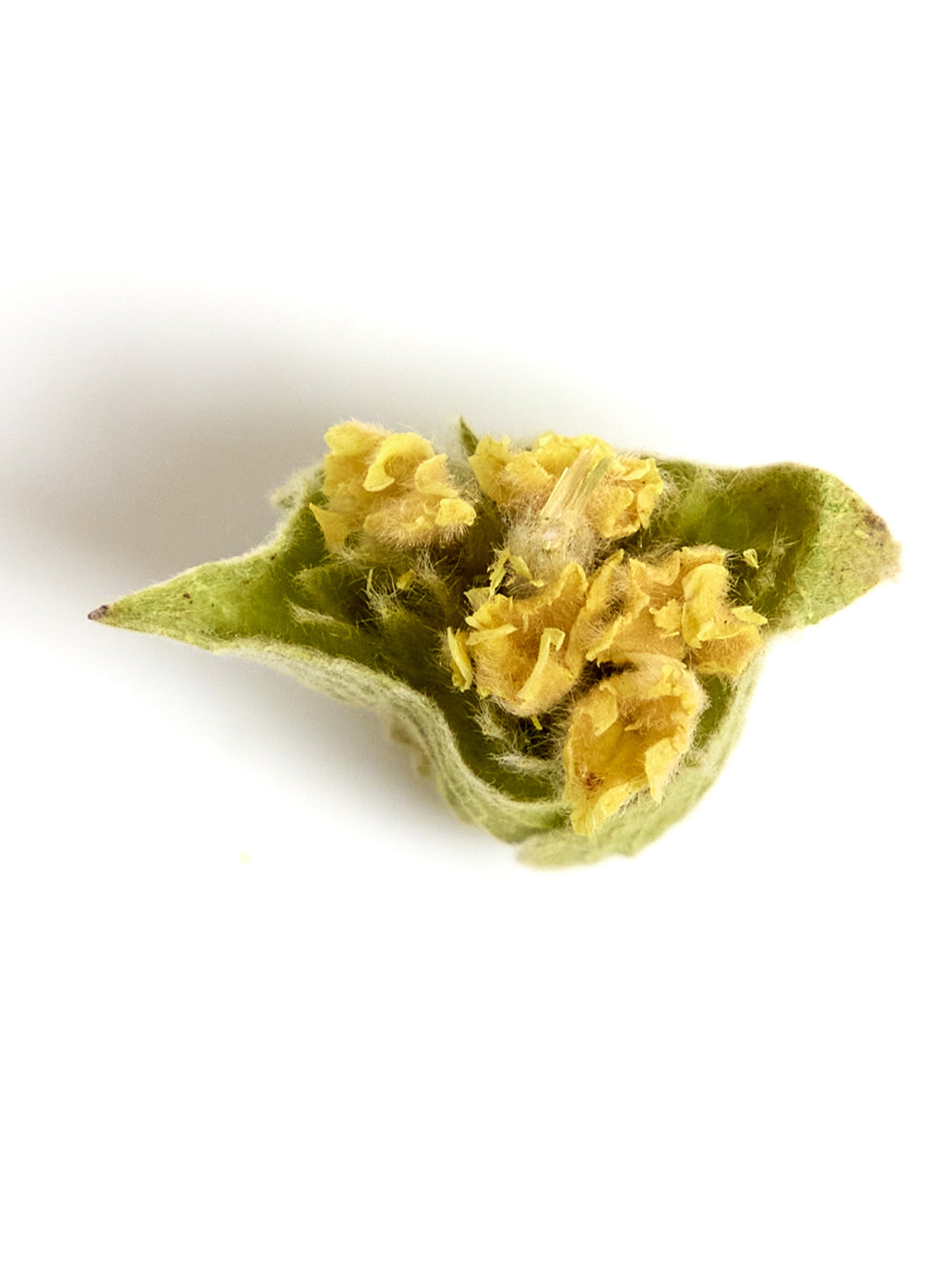 Inner Radiance Tea